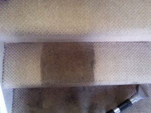 carpet cleaning